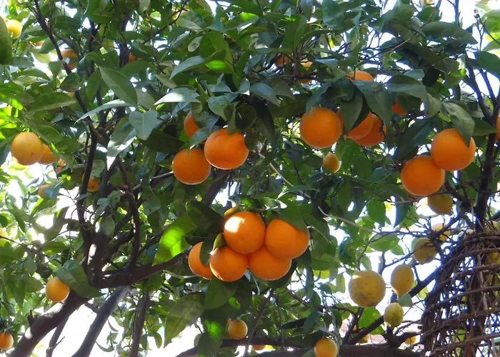 Vecchio Saracino - Carola 1801 4*